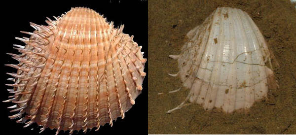 acanthocardia aculeata